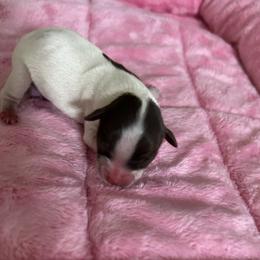 New family to name - Chocolate, tan and white female Yorkshire Terrier puppy in Virginia Beach, Virginia from Mary's Precious Yorkies