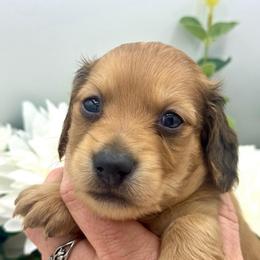 Gage - Red male Dachshund puppy in Exeter, California from Sawtooth Miniature Dachshunds