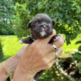 Girl 1 - Chocolate female Shih Tzu puppy in Danbury, Connecticut from Dempsey’s Darlings