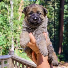 Vhagar - Sable female German Shepherd puppy in Santa Cruz, California from Von Guadachi German Shepherds & Audacity Border Collies