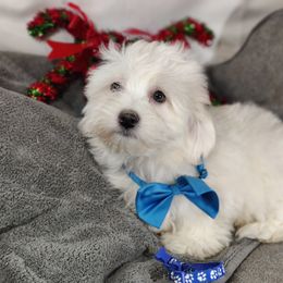 Gus-OFA and CHIC parents - White male Coton de Tulear puppy in Westfield, North Carolina from Legacy Pets
