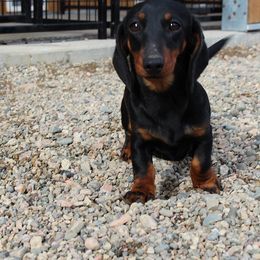 Gemma - Dachshund