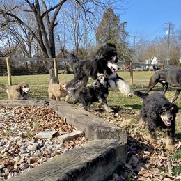 Poodle Puppies from Cosmic Caliber Standard Poodles