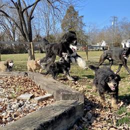 Poodle Puppies from Cosmic Caliber Standard Poodles