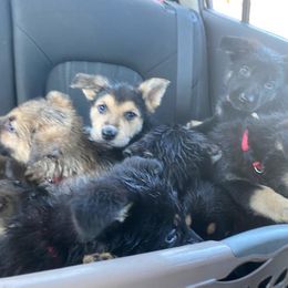 German Shepherd Puppies from GS Fancy