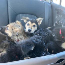 German Shepherd Puppies from GS Fancy