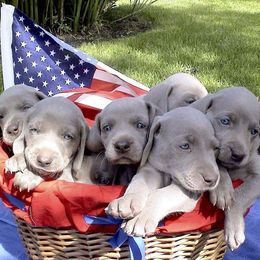 Weimaraner Puppies from Greyborn Weimaraners