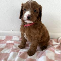 Girl 4 - Red female Irish Doodle puppy in Bloomfield, Iowa from Schooley Doodles