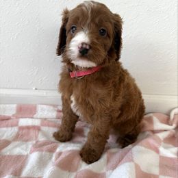 Girl 4 - Red female Irish Doodle puppy in Bloomfield, Iowa from Schooley Doodles