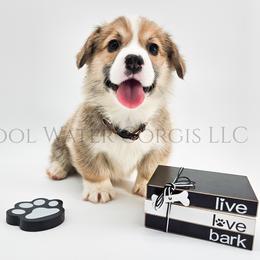 Teddy - Red male Pembroke Welsh Corgi puppy in Kiowa, Colorado from Cool Water Corgis LLC