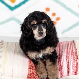 Poodle Puppies from Setting the Standard Poodles