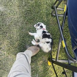 Aussiedoodle, Bulldog, Miniature Australian Shepherd, Poodle, and Toy Australian Shepherd Puppies from Mowry Creek Mini Aussiedoodles and More