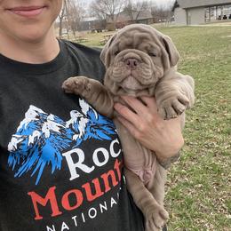 Bulldog Puppies from Midwest Monster Made Bulldogs