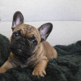 French Bulldog Puppies from Poppy’s Frenchies