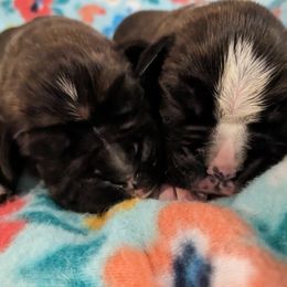 Boxer Puppies from Bellbox German Boxers