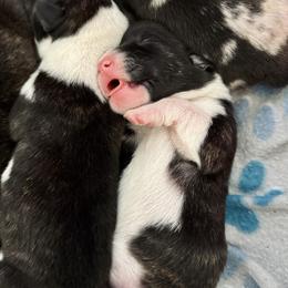 American Corgi Puppies from 5H Corgis