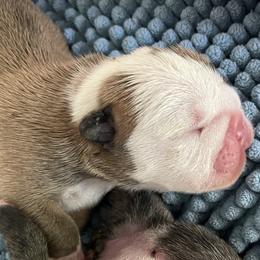 Girl 2 - Red female Bulldog puppy in Mount Airy, North Carolina from PrimeCut Bulldogs