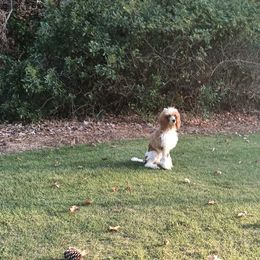 Poodle Puppies from White Willow Poodles