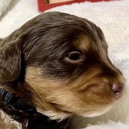 Aussiedoodles, Bernedoodles, and Schnoodles from Dreamer Ridge Puppies