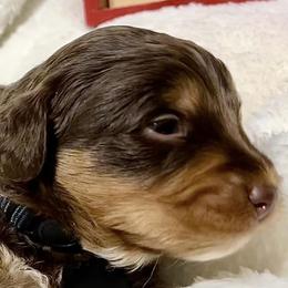 Aussiedoodles, Bernedoodles, and Schnoodles from Dreamer Ridge Puppies
