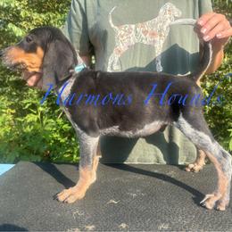 Clyde - Blue ticked and tan male Bluetick Coonhound puppy in Mount Pleasant, Texas from Harmons Hounds