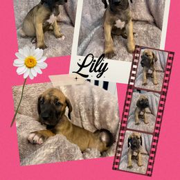 Cora Lily - Fawn female Great Dane puppy in Longview, Texas from Noctua Kennels