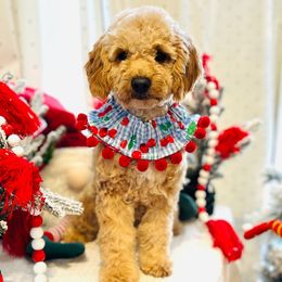 Bristol - Goldendoodle