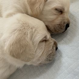 Labrador Retriever Puppies from BellaVista Labradors LLC