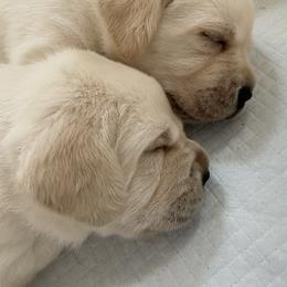 Labrador Retriever Puppies from BellaVista Labradors LLC