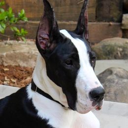 Great Danes from Stardust Danes