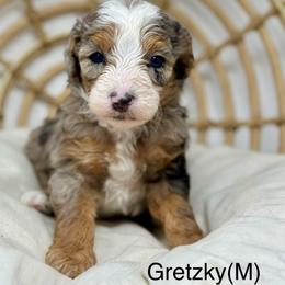 Gretzky - male Australian Mountain Doodle puppy in Sterling, Colorado from North 40 Doodles