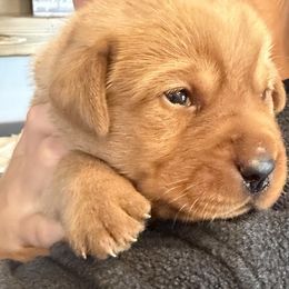 Labrador Retriever Puppies from Hudson Valley Labradors