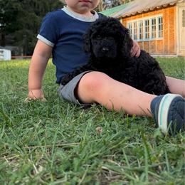 Bear - Black male Bernedoodle puppy in Constableville, New York from Zehr’s Labradoodles & Bernedoodles