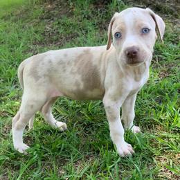Pink collar female - Red merle female Catahoula Leopard Dog puppy in Gadsden, Alabama from Rich Cat’s
