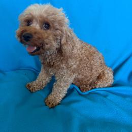 Kopper - Poodle