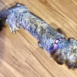 Miah - Dachshund