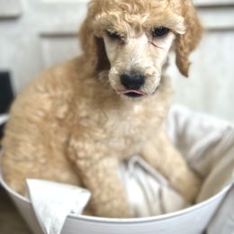Black collar - Red  Poodle puppy in Melbourne, Florida from A&J Poodles