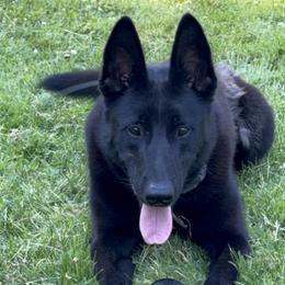 Ghost - Belgian Malinois