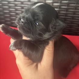 Girl 1 - Black and white female Shih Tzu puppy in Lakeland, Florida from Sunshine Shih Tzus