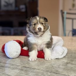 Willow - Shetland Sheepdog puppy from Kochar Shelties