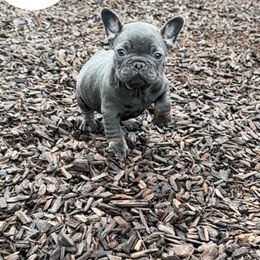 Loki - Blue fawn male French Bulldog puppy in Athens, Georgia from Imperial Frenchies