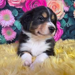 Aspen - Black tri-color female Australian Shepherd puppy in Waddell, Arizona from Whimsical Aussies