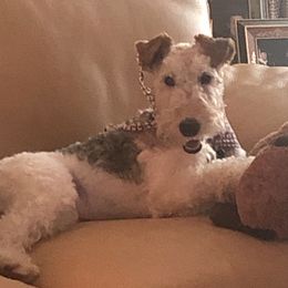 Eli - Wire Fox Terrier