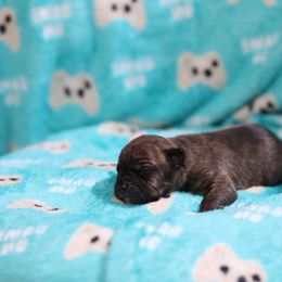 Samus - Black brindle male American Staffordshire Terrier puppy in Hohenwald, Tennessee from AptiBull Terriers