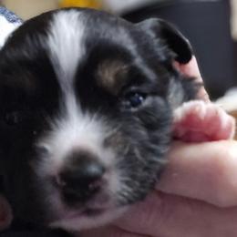 Henry - Black tri male Toy Australian Shepherd puppy in Windom, Texas from Wild Farm Puppies