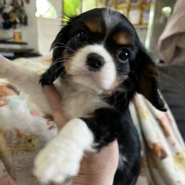 Cavalier King Charles Spaniels from Cynthia's Cavaliers
