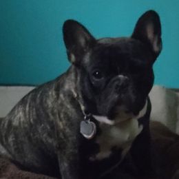 French Bulldogs from Bluebird French Bulldogs