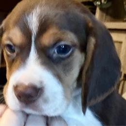 Hershey - Beagle puppy from Mountain Top