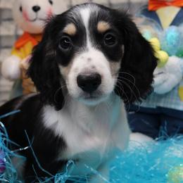Bugatti - Piebald Dachshund puppy in Murfreesboro, Tennessee from Kimbrie's Dream Cream Doxies