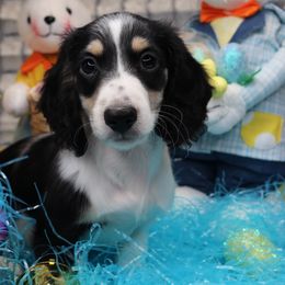 Bugatti - Piebald Dachshund puppy in Murfreesboro, Tennessee from Kimbrie's Dream Cream Doxies